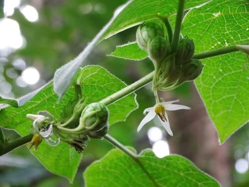 Solanum incarceratum