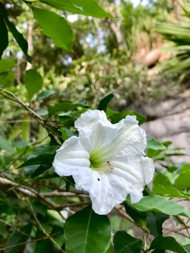 Princely Metternichia