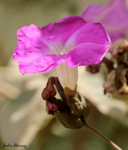 Ipomoea invicta