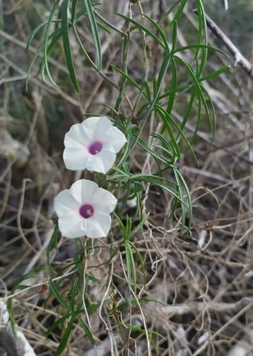 Ipomoea sororia