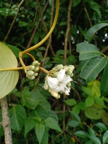 Argyreia fulvocymosa