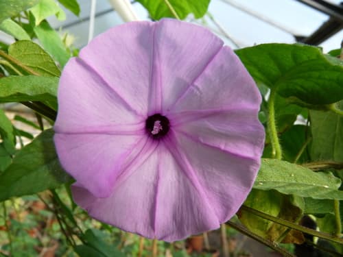 Ipomoea piresii