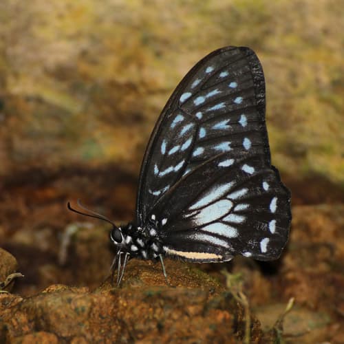 Graphium thule