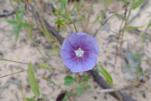 Jacquemontia linoides
