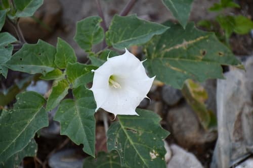 Pruinose Thorn-apple