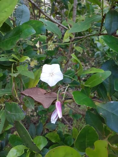 Convolvulus volubilis