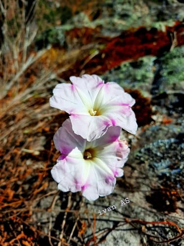 Pruinose Morning Glory