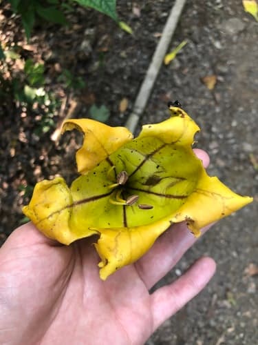 Costa Rican Chalice Vine