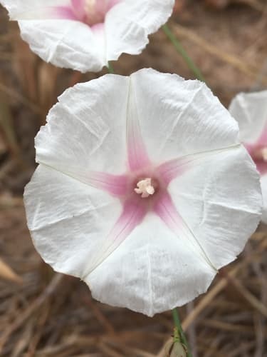 Ipomoea pinifolia