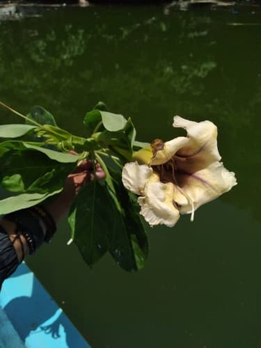 Solandra nizandensis