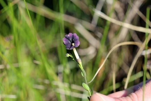 Schwenckia curviflora