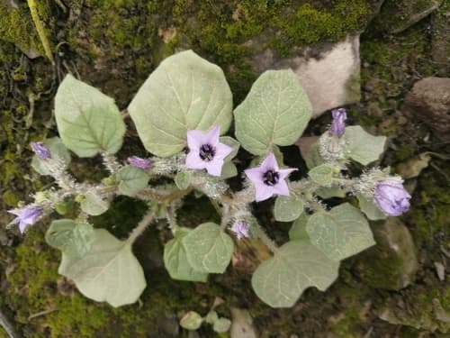 Exodeconus prostratus