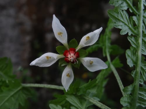 Nasa angeldiazioides