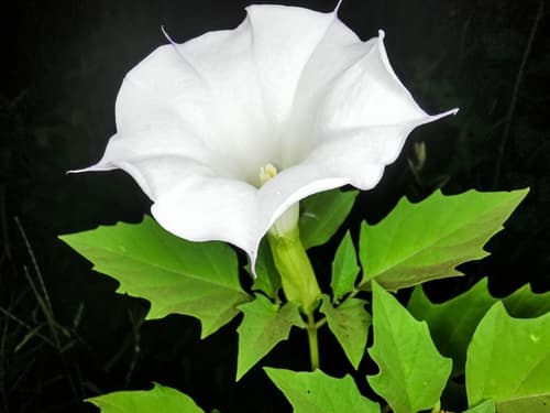 Datura reburra