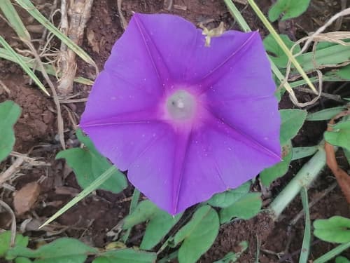 Ipomoea eximia