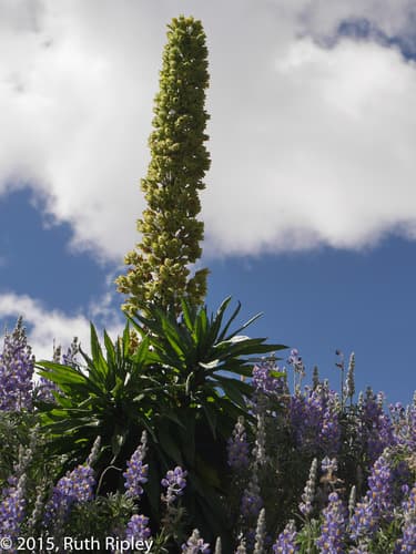 Nicotiana thyrsiflora
