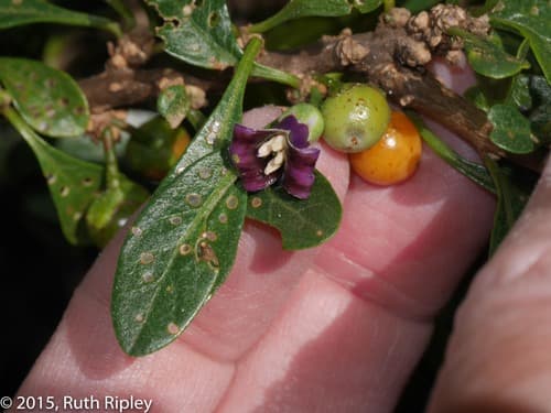 Iochroma parvifolium