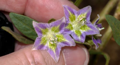 Eriolarynx fasciculata