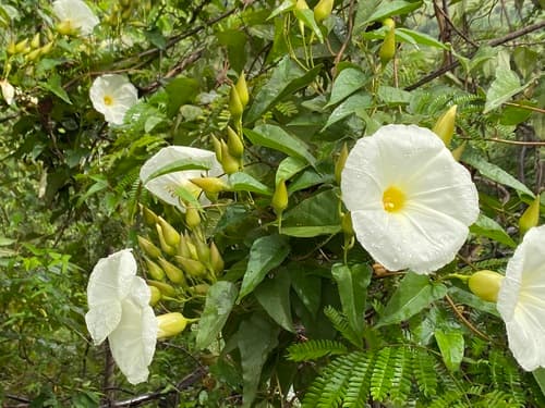 Philippine Sweet Potato