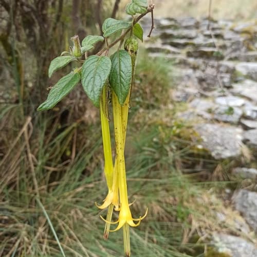 Salpichroa didieriana