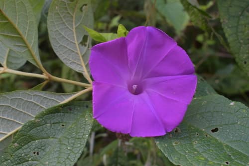 Ipomoea seducta
