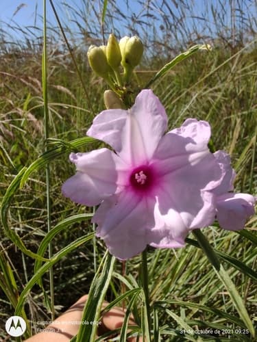 Ipomoea malpighipila