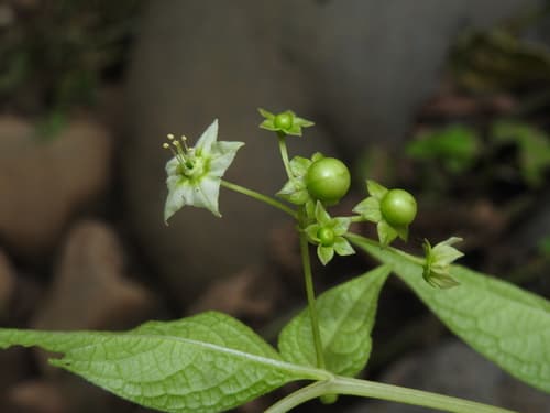 Jaltomata repandidentata