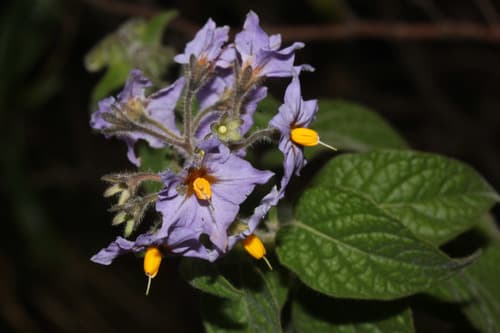 Solanum juninense
