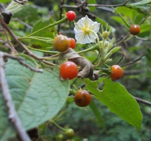 Lycianthes fasciculata