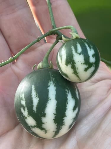 Solanum alternatopinnatum