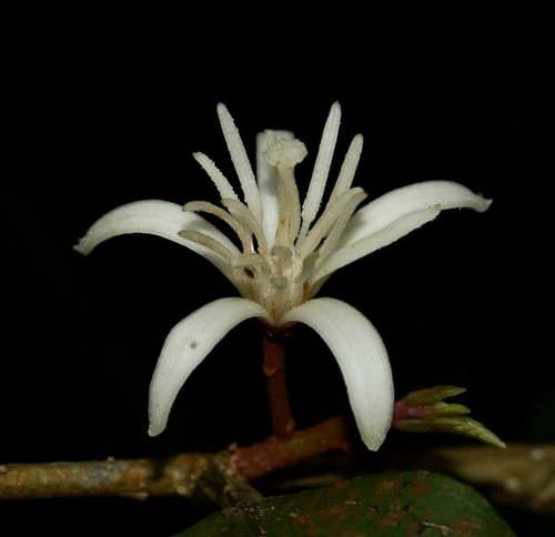 Alangium hexapetalum