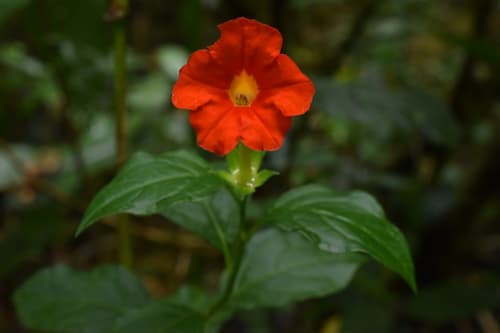 Plowmania nyctaginoides