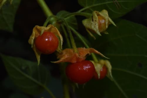 Schraderanthus viscosus