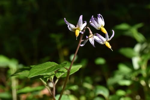Solanum clarum