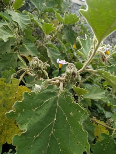 Solanum multiflorum
