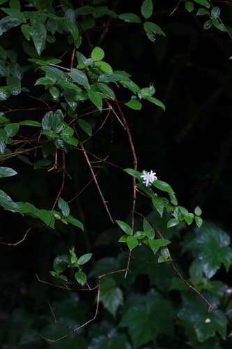 Yaeyama Deutzia