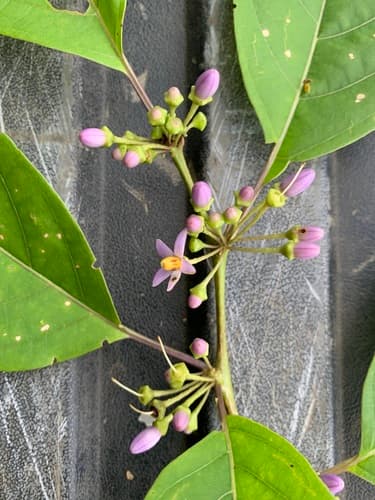 Lycianthes synanthera