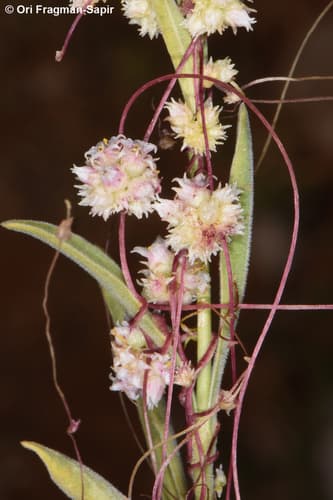 Cuscuta kotschyana