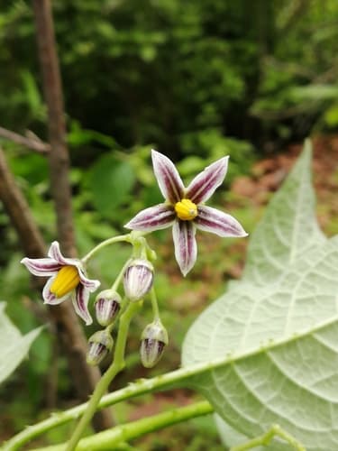 Solanum edmundoi