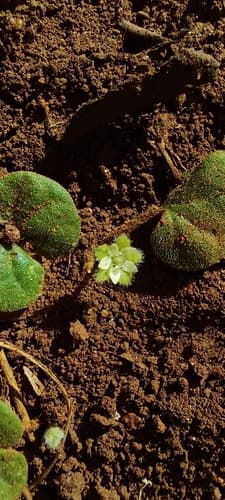 Dichondra parvifolia