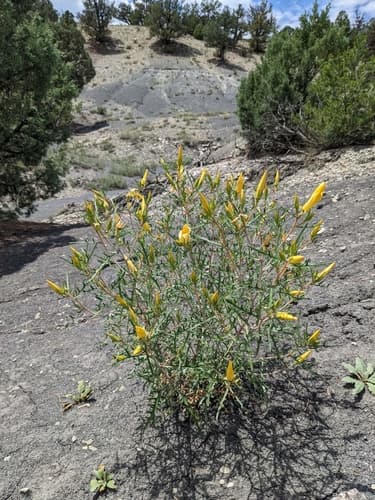 Rio Chama Blazingstar