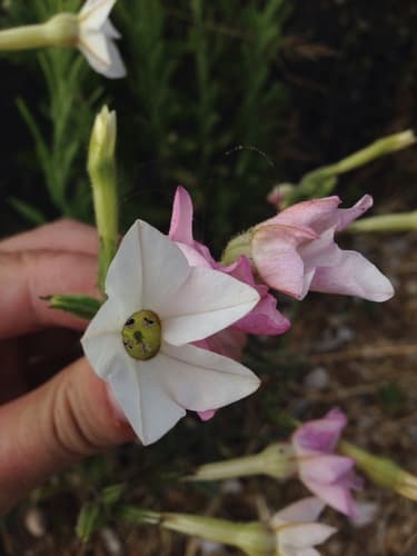 Nicotiana mutabilis
