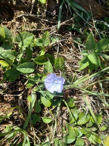 Jacquemontia glabrescens