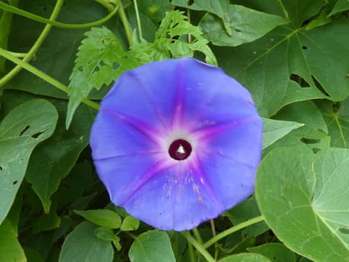 Ipomoea temascaltepecensis