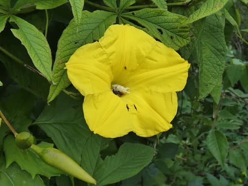 Distimake macdonaldii