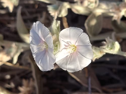 Convolvulus reticulatus