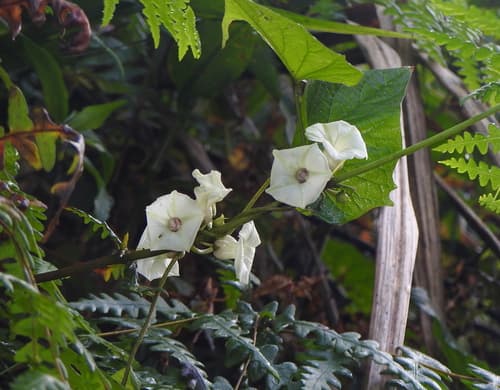 Lepistemon intermedius