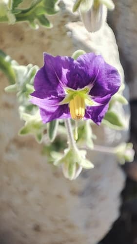 Solanum herba-bona