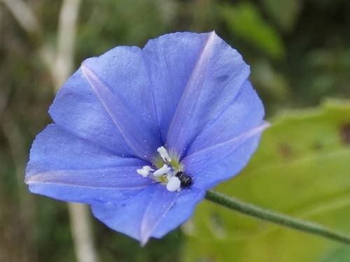 Jacquemontia sphaerostigma