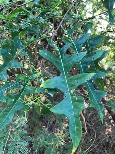 Refracted Nightshade